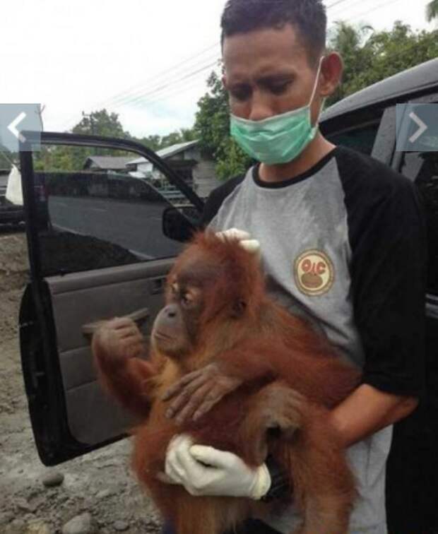 В Индонезии работники спасательного центра освободили прикованного к стене детёныша орангутанга  Браконьеры, индонезия, обезьяна