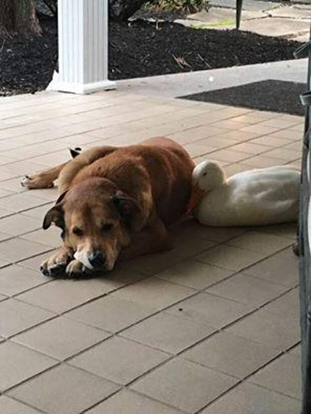 Утка-пришелец спасла тоскующего пса в годовщину смерти его подруги