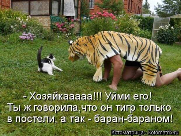 Свежая котоматрица на Бугаге (33 фото)