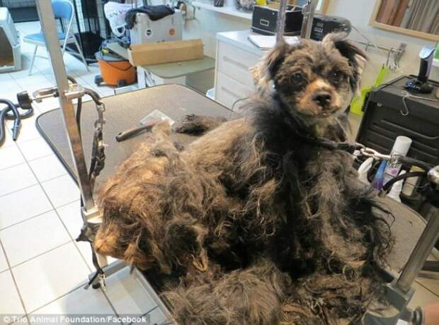 Бездомную собаку постригли впервые за всю ее жизнь, и она изменилась до неузнаваемости