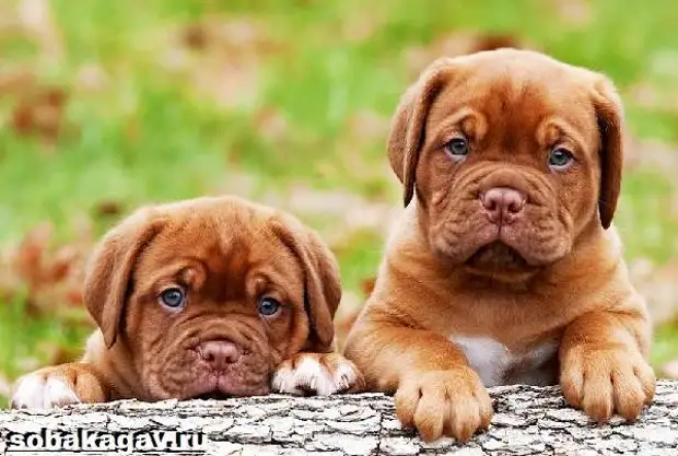 Бордосский дог собака. Описание, особенности, уход и цена бордосского дога