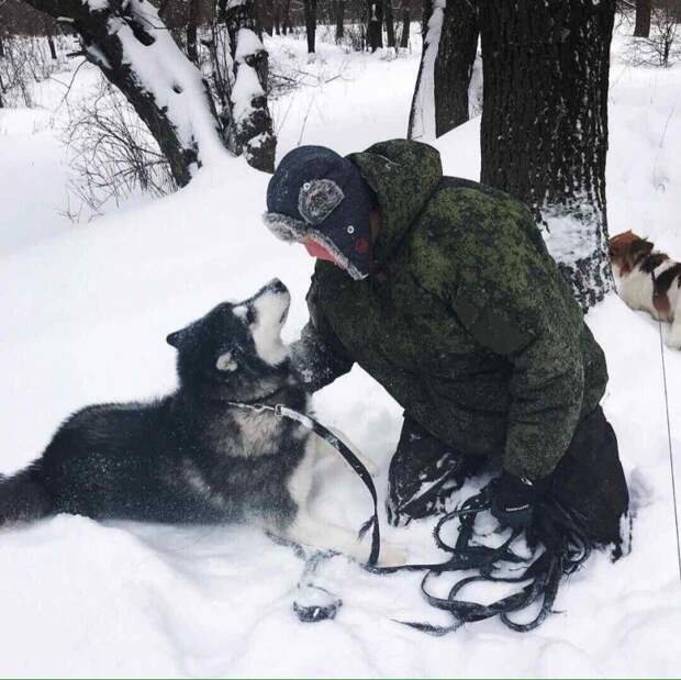 Пса стоимостью более 70 000 рублей сдали в приют аляскинский маламут, маламут, собака
