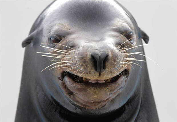 47. Счастливый тюлень животные, смех, фотография