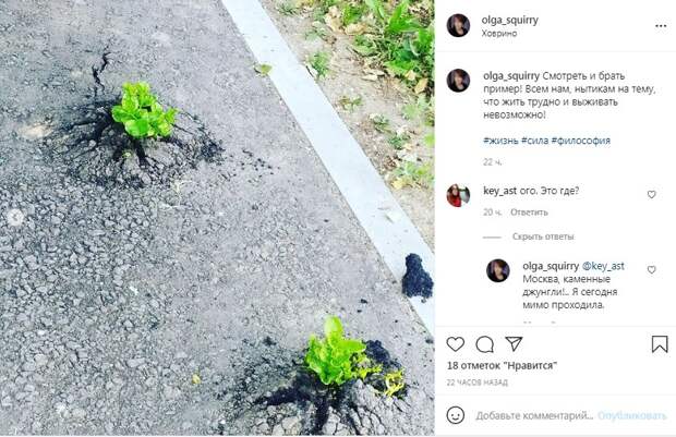 Фото дня: целеустремленные ростки в Ховрине пробились сквозь асфальт