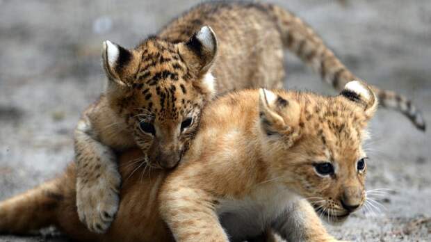 Тигрольвы, лигры и лилигры: новые виды, рождённые в неволе — РТ на русском