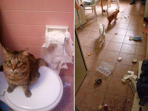 В каждом коте живет маленький дьявол животные, коты, юмор