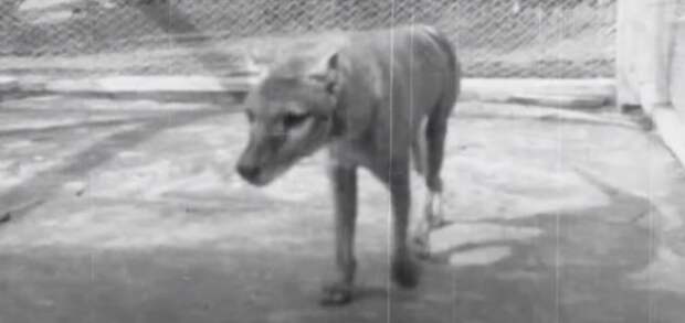 Обнаружено видео с живым тасманским волком