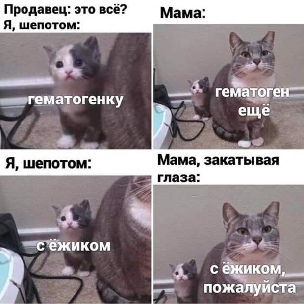 На изображении может находиться: кот, текст «продавец: это всё? я, шепотом: мама: гематогенку гематоген ещё я, шепотом: мама, закатывая глаза: с ёжиком с ёжиком, пожалуйста»