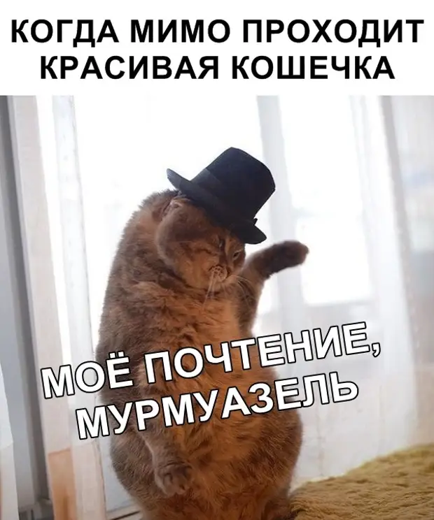 Почтение. Моё почтение Мем. Мое уважение кот. Мое почтение кот. Моё уважение Мем.