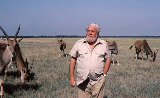 Знаменитый натуралист Джеральд Даррелл в заповеднике Аскания-Нова во время съёмок фильма «Даррелл в России», 1985 г. На заднем плане — антилопы канны