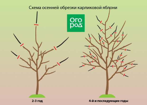 Схема обрезки карликовой яблони