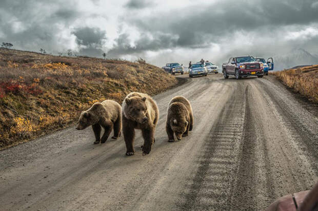 12. Медведица с детенышами на дороге, Аляска. national geographic, журнал, мир, фотография