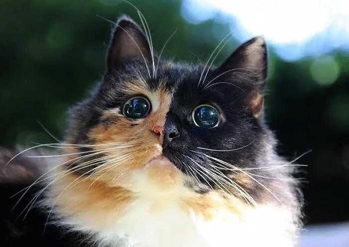 Слепая кошка с очень красивыми глазами, перед которыми не устоять! Слепая кошка с очень красивыми глазами, перед которыми не устоять!