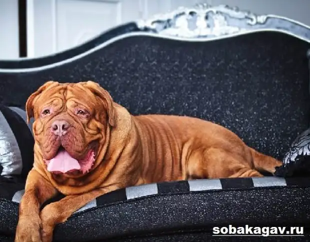 Бордосский дог собака. Описание, особенности, уход и цена бордосского дога