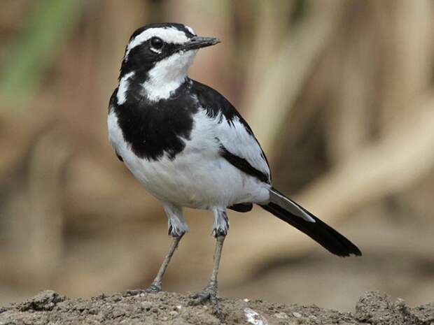 Приметы и поверья на 1 апреля 2021 года расскажут, почему в этот день не стоит плакать