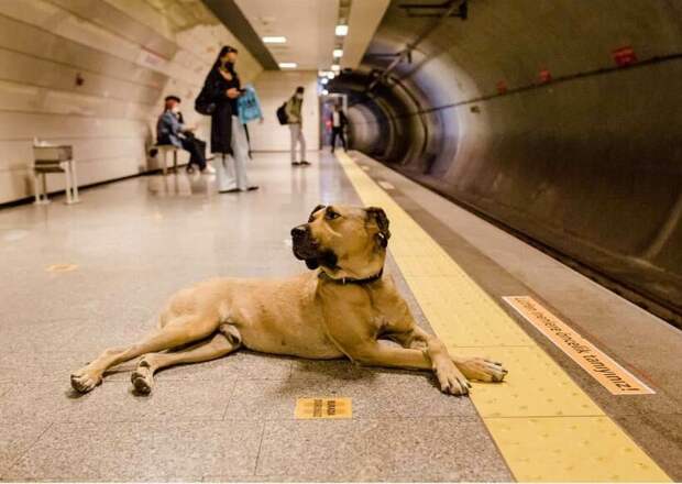Как живет пес Боджи из Стамбула, который просто обожает общественный транспорт