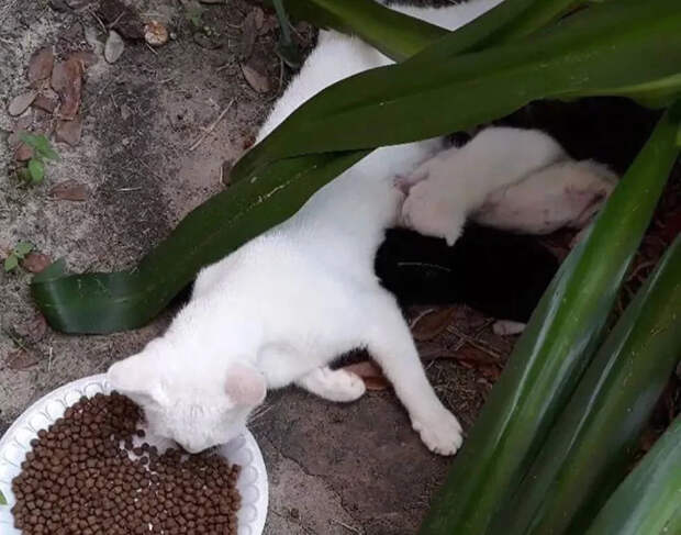 Без кота и жизнь не та