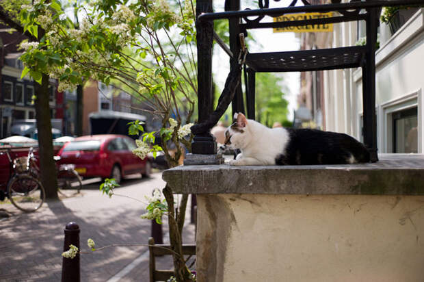 Как живут уличные коты в других странах мира