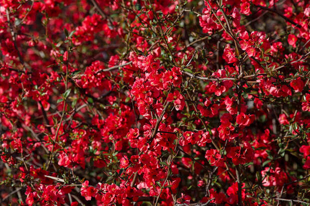 Прекрасное цветение японской айвы в Крыму