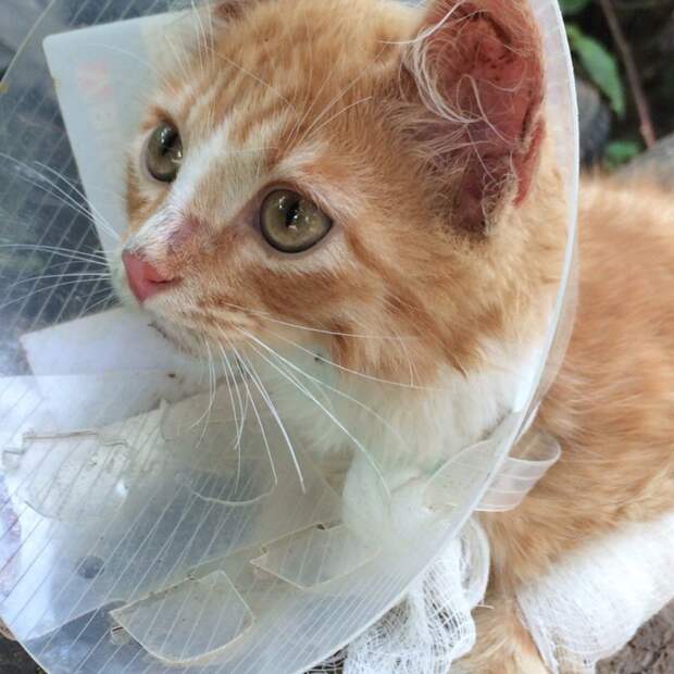 Котенок без губы выживал на улице, как мог бездомный кот, волонтер, кот, приют, рыжий кот