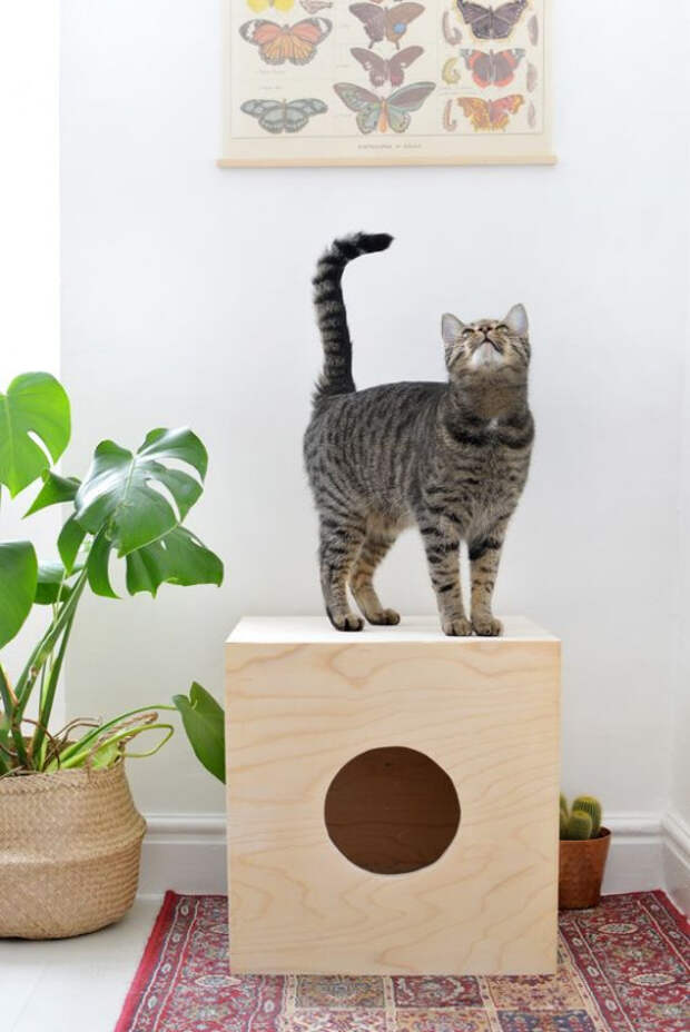 Дом, в котором живет кот: несколько идей для комфортной жизни вашего любимца