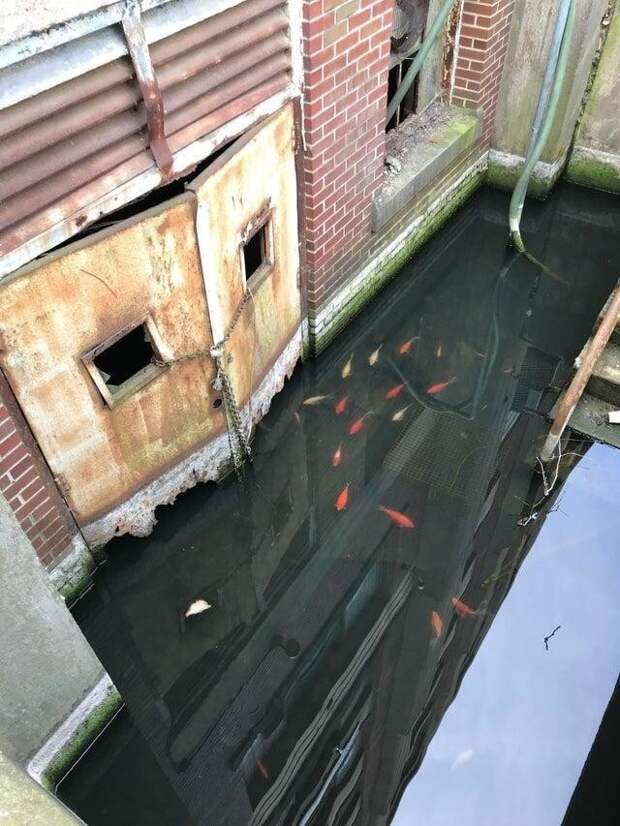 Золотые рыбки заполонили затопленный подвал склада на старой военно-морской базе в Филадельфии