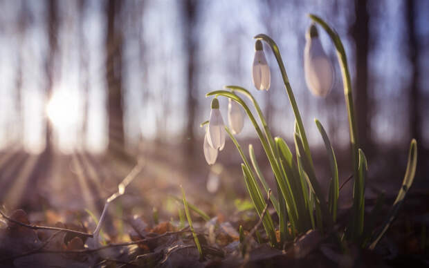 Народный праздник Василий Тёплый 4 апреля: история, традиции и приметы