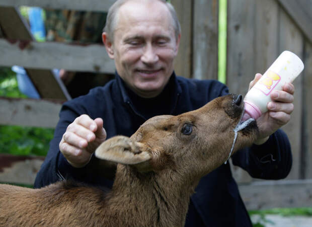 20 самых ярких фотографий Путина с животными