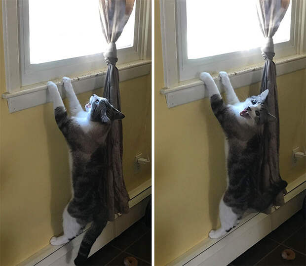 Снимки котиков, которые содержат в себе звук