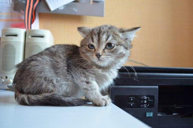 Новосибирец спас замерзшего котенка из-под колес автомобиля 