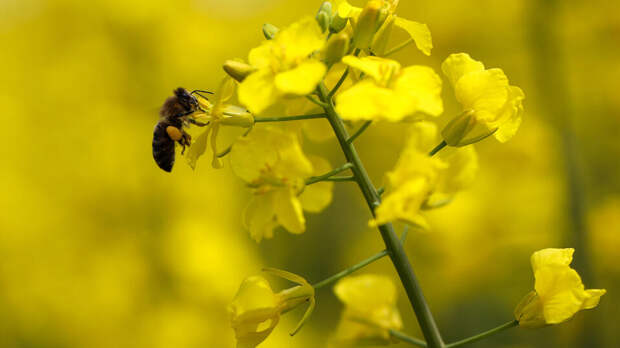 Пчелы подсказали ученым новую концепцию борьбы со старением
