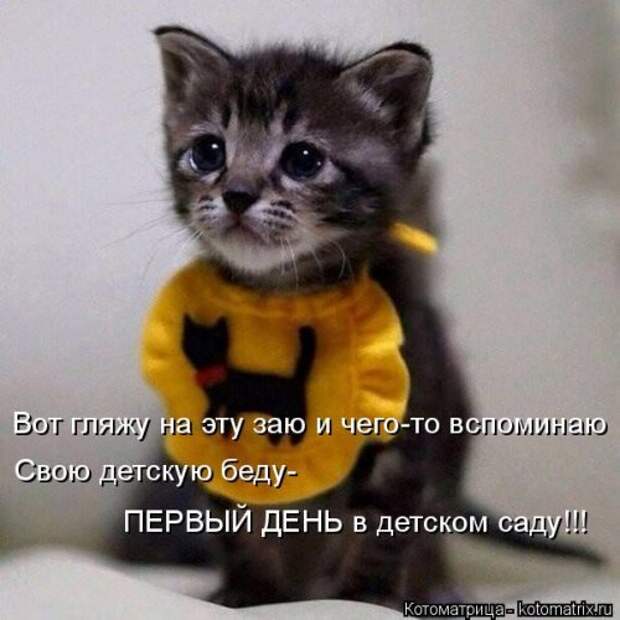 Свежая котоматрица на Бугаге (37 фото)