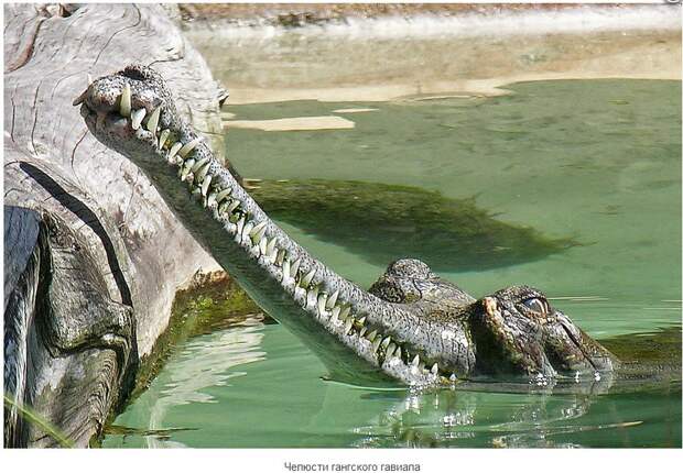 NewPix.ru - Гавиал - необычный крокодил