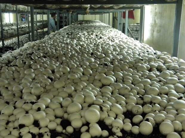 3. Потом грибы фасуют и отправляют по точкам продаж заводы, привычные продукты, производство, ферма