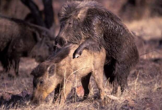 Sex_Animals-4