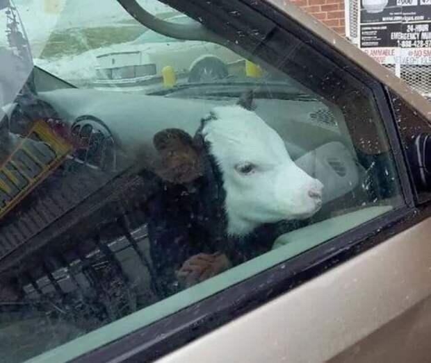 11. Что тут происходит, почему корова в машине? неожиданно, смешные картинки