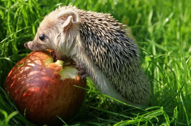Еж ест яблоко