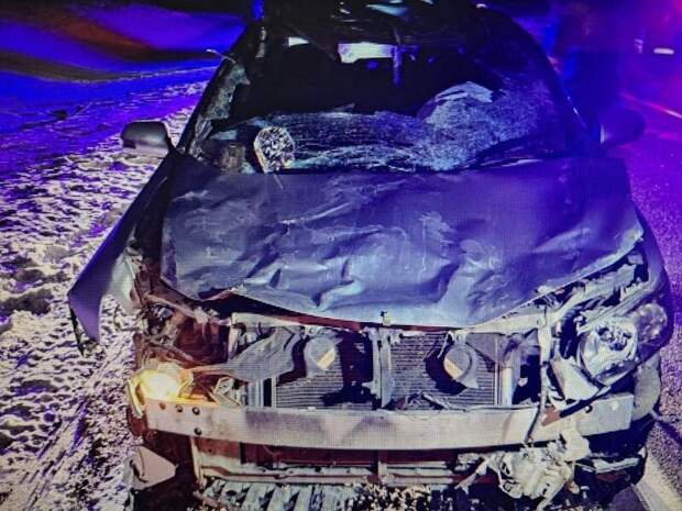 Водитель Toyota Allion на трассе сбил лошадь