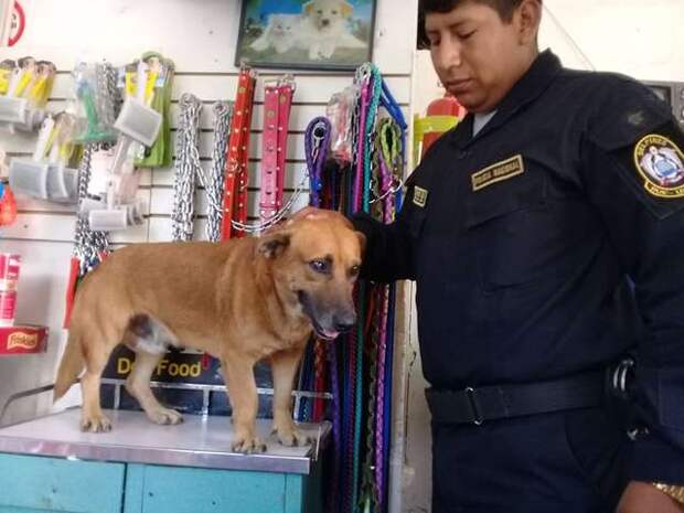 пес и полицейский