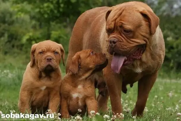 Бордосский дог собака. Описание, особенности, уход и цена бордосского дога