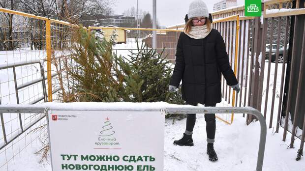 Москвичи сдали на переработку после праздников более 20 тысяч елок