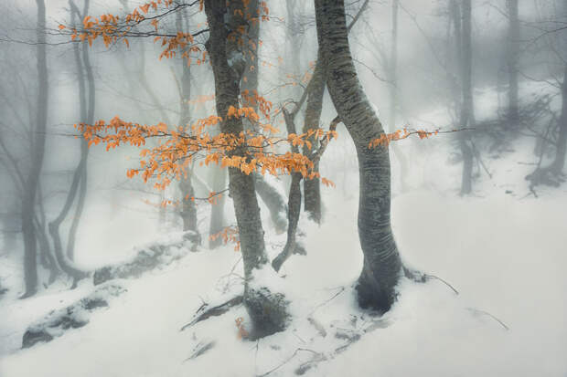 Крым: Ай-Петри, буковый лес у подножия Демерджи Средняя температура: −4°C +2°C зима, красота России
