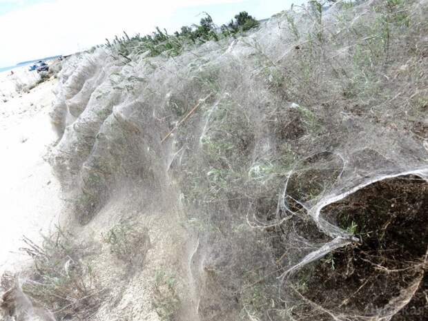 Определенные виды пауков плетут "социальные сети", дабы поймать как можно больше пищи. Однажды 12 тысяч пауков сплели единую паутину, площадью 150 квадратных метра.  животные, интересно, особенности, факты