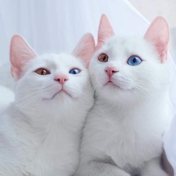 Поразительный взгляд белых кошечек.