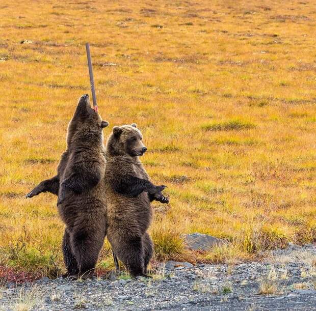 Трутся спиной медведи: гризли нашли на обочине дороги идеальный столб, чтобы почесаться животные, медведи, момент, почесал, спина, столб, фотограф