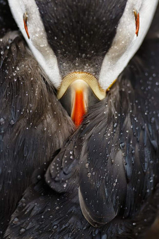 Победители фотоконкурса National Geographic 12