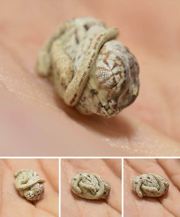 A Baby Panther Chameleon Only Seconds Old That Didn’t Realize He Was Out Of The Egg