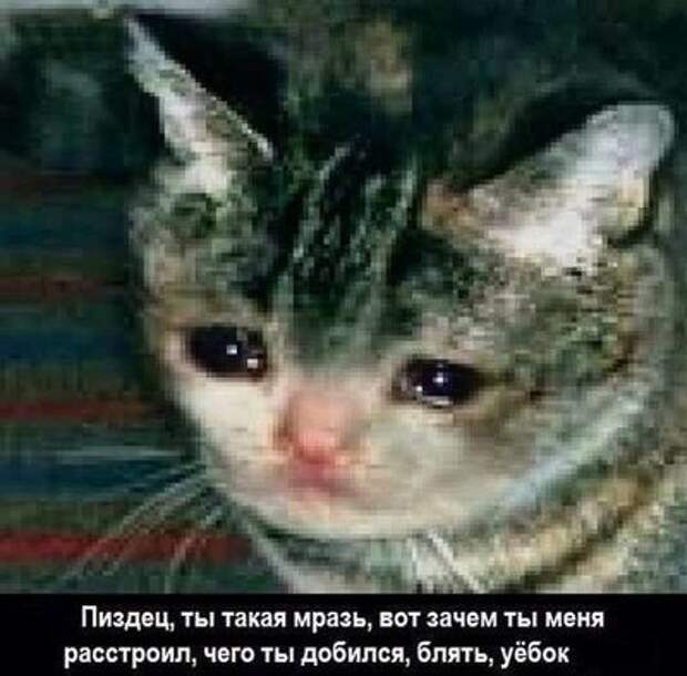 Заплаканный кот