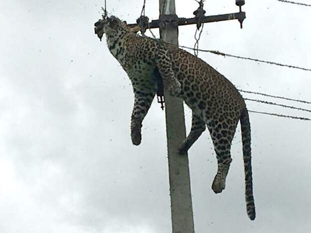 В Индии на опоре ЛЭП висит тело леопарда