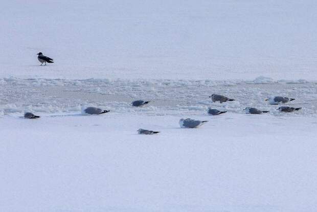 Москвичам рассказали о мерах безопасности во время становления льда